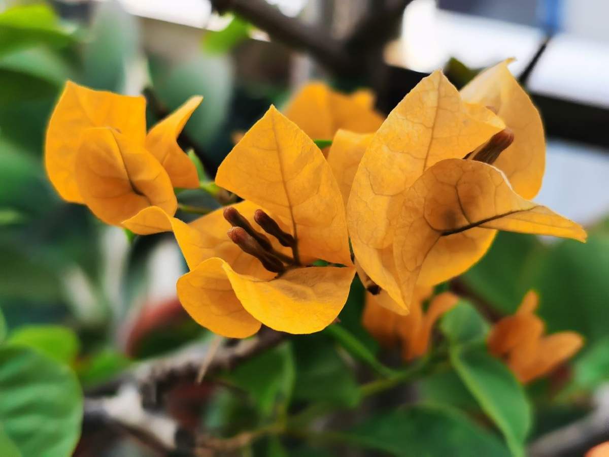 一年四季开花不断的花都有什么花（一年四季都盛开的花是什么花）(图7)