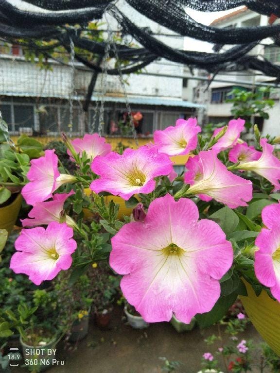 一年四季开花不断的花都有什么花（一年四季都盛开的花是什么花）(图2)