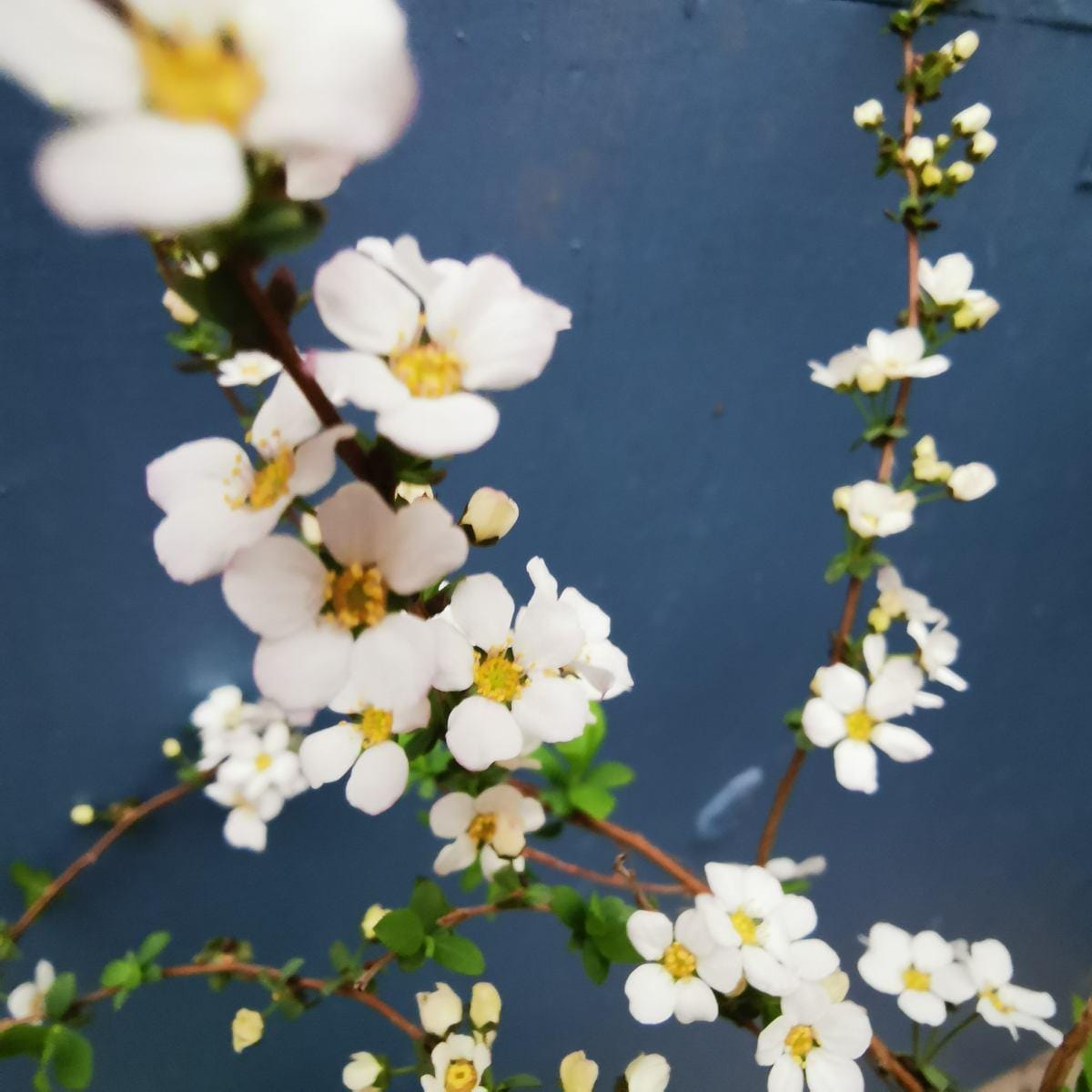 一年四季开花不断的花都有什么花（一年四季都盛开的花是什么花）(图6)