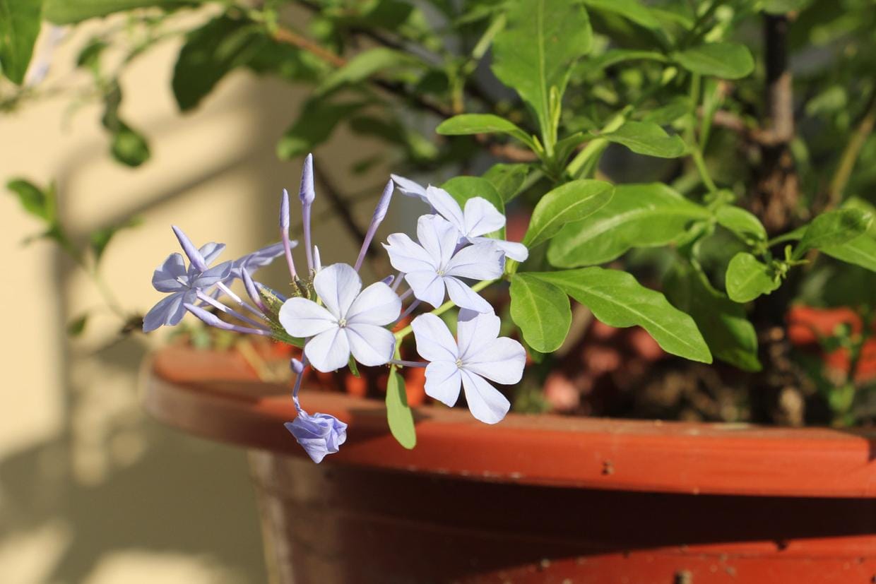 一年四季开花不断的花都有什么花（一年四季都盛开的花是什么花）(图5)