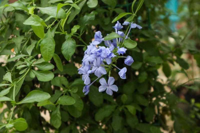 一年四季开花不断的花都有什么花（一年四季都盛开的花是什么花）(图4)