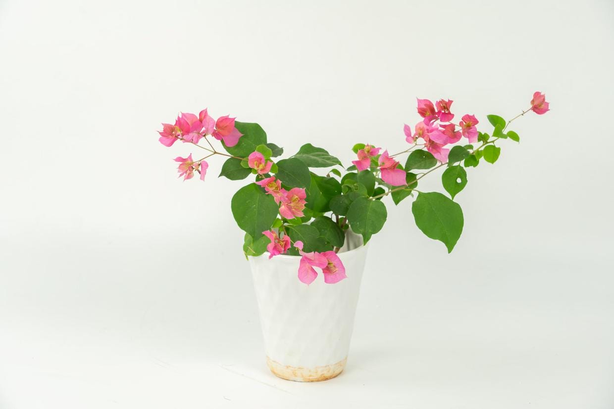 一年四季开花不断的花都有什么花（一年四季都盛开的花是什么花）(图1)