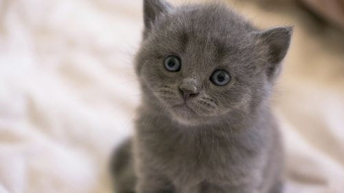 抖音推荐的游戏猫咪(抖音猫猫玩的游戏)