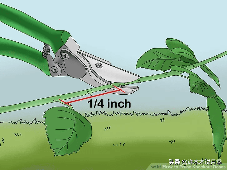 月季剪枝技巧(月季剪枝怎么剪开花更多)(图6) 月季剪枝技巧(月季剪枝怎么剪开花更多)(图6)