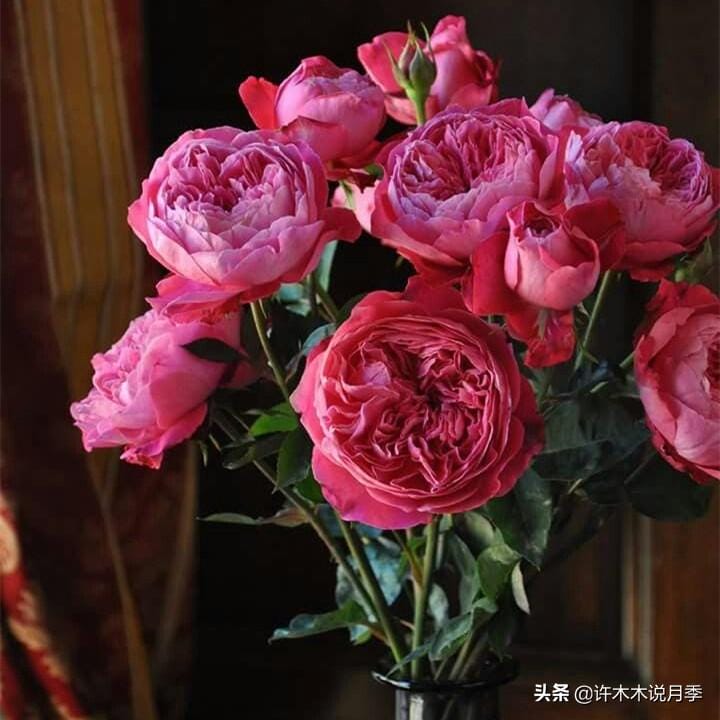 月季剪枝技巧(月季剪枝怎么剪开花更多)(图1) 月季剪枝技巧(月季剪枝怎么剪开花更多)(图1)