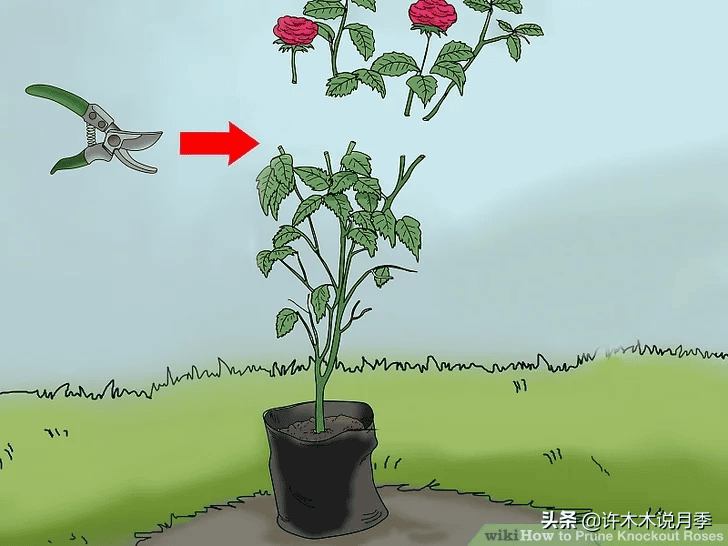 月季剪枝技巧（月季剪枝怎么剪开花更多）(图10)
