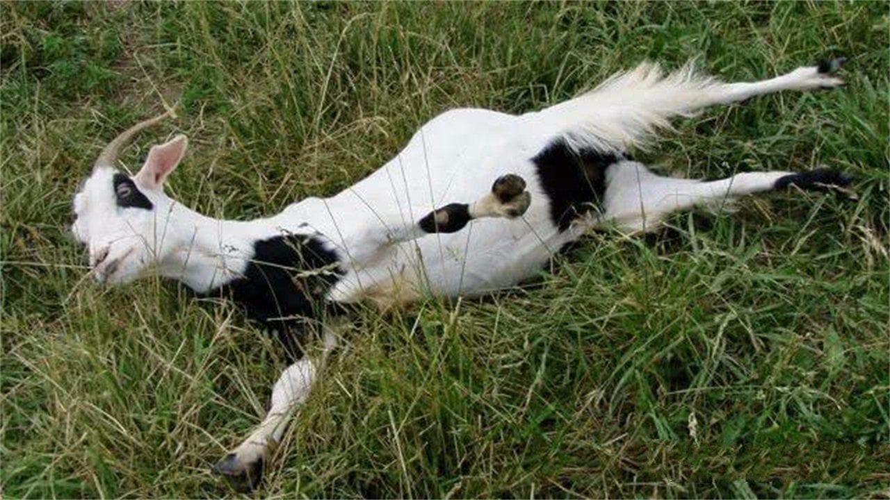 晕倒羊为什么没有灭绝,它们的寿命是多少 本文共(995字) 晕倒羊为什么没有灭绝,它们的寿命是多少 本文共(995字)