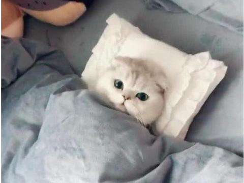猫咪一直喵喵叫的原因(猫咪为什么一直叫不停)(图4) 猫咪一直喵喵叫的原因(猫咪为什么一直叫不停)(图4)