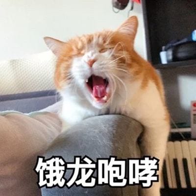 猫咪一直喵喵叫的原因(猫咪为什么一直叫不停)(图3) 猫咪一直喵喵叫的原因(猫咪为什么一直叫不停)(图3)