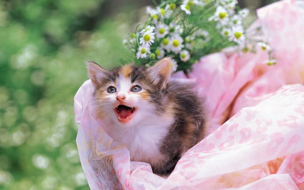 猫咪一直喵喵叫的原因(猫咪为什么一直叫不停)(图5) 猫咪一直喵喵叫的原因(猫咪为什么一直叫不停)(图5)