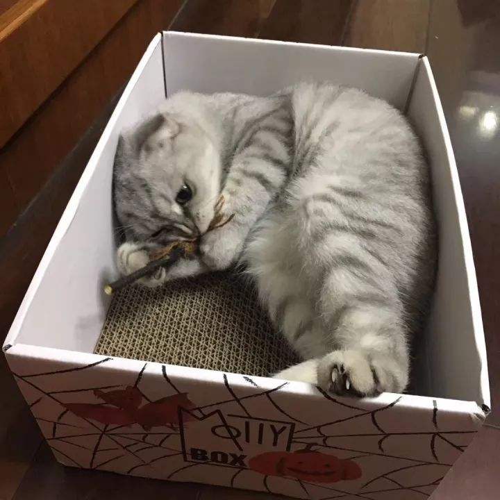 猫咪一直喵喵叫的原因(猫咪为什么一直叫不停)(图2) 猫咪一直喵喵叫的原因(猫咪为什么一直叫不停)(图2)