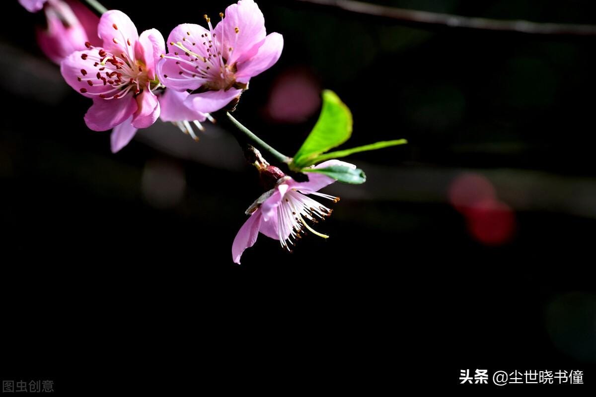 寻胡隐君高启的诗的意思(寻胡隐君古诗翻译及赏析)(图1) 寻胡隐君高启的诗的意思(寻胡隐君古诗翻译及赏析)(图1)