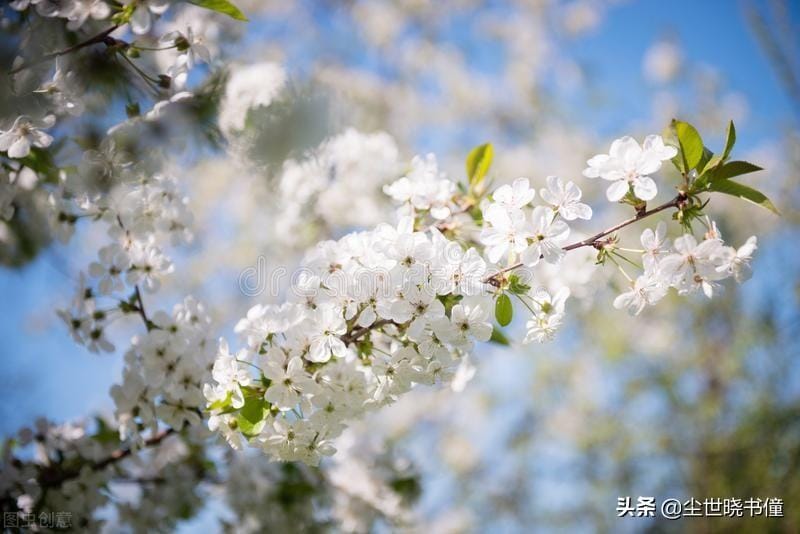 寻胡隐君高启的诗的意思(寻胡隐君古诗翻译及赏析)(图6) 寻胡隐君高启的诗的意思(寻胡隐君古诗翻译及赏析)(图6)