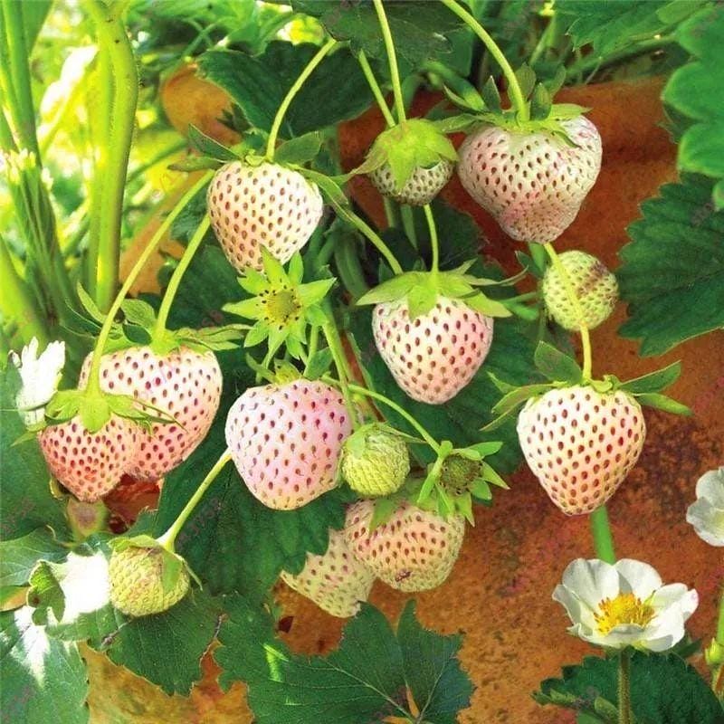 草莓是多年生吗（草莓是多年生还是一年生）(图2)