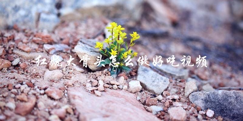 学会做红烧大骨头,看视频就够了! 学会做红烧大骨头,看视频就够了!