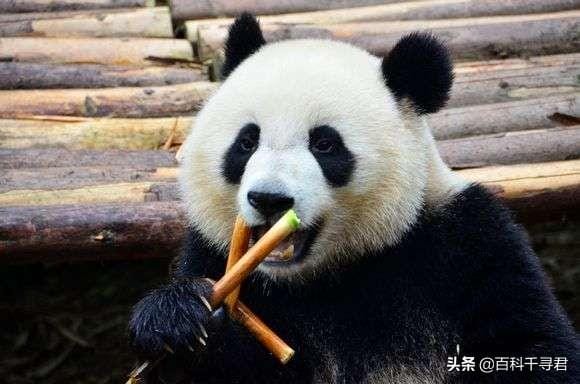 大熊猫平均每天吃多少千克竹子（大熊猫每天吃多少竹子）(图5)