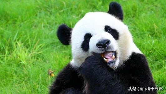 大熊猫平均每天吃多少千克竹子（大熊猫每天吃多少竹子）(图2)