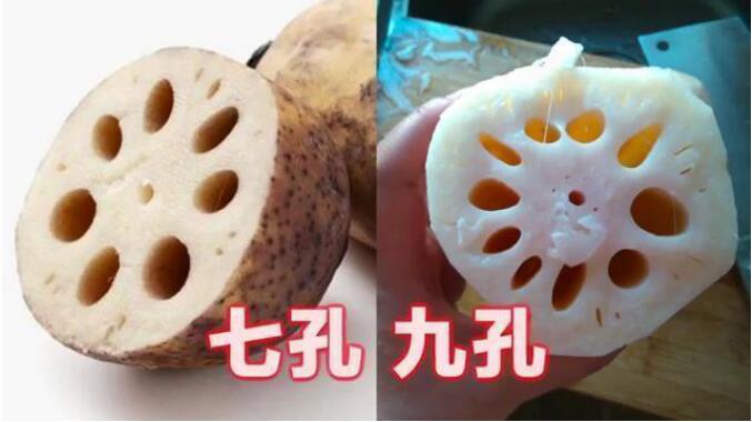 九孔藕和七孔藕有什么区别,藕的空里有泥怎么清理? 本文共(1069字) 九孔藕和七孔藕有什么区别,藕的空里有泥怎么清理? 本文共(1069字)