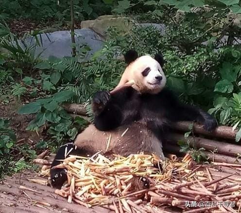 大熊猫平均每天吃多少千克竹子（大熊猫每天吃多少竹子）(图3)