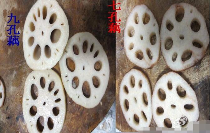 九孔藕和七孔藕有什么区别,藕的空里有泥怎么清理? 本文共(1069字) 九孔藕和七孔藕有什么区别,藕的空里有泥怎么清理? 本文共(1069字)