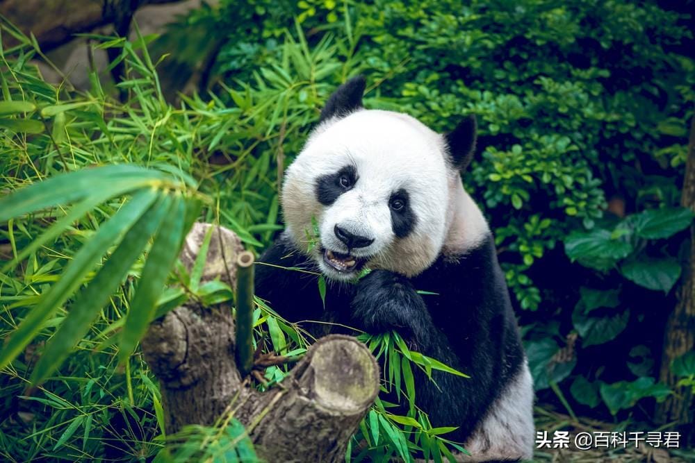 大熊猫平均每天吃多少千克竹子（大熊猫每天吃多少竹子）(图9)