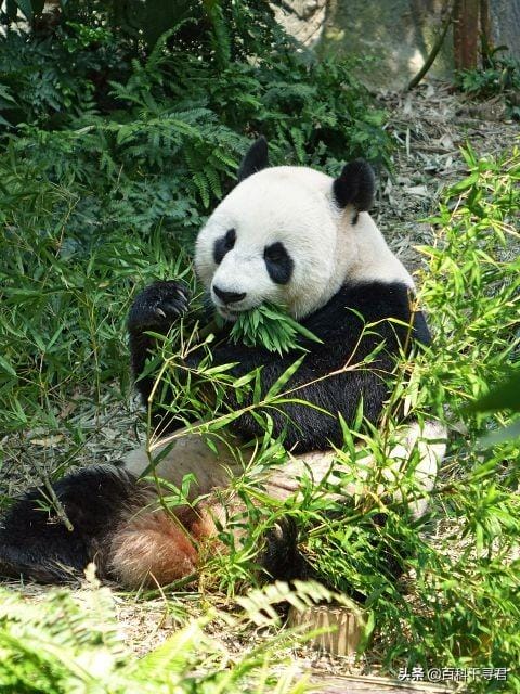 大熊猫平均每天吃多少千克竹子（大熊猫每天吃多少竹子）(图4)