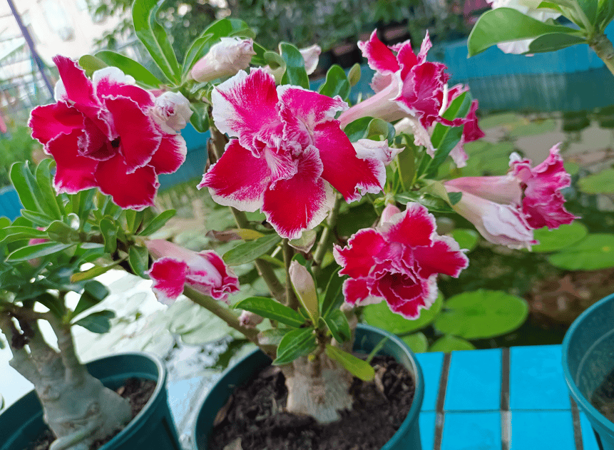 夏天养什么花好看不易死(夏天适合养什么花好养活)(图3) 夏天养什么花好看不易死(夏天适合养什么花好养活)(图3)