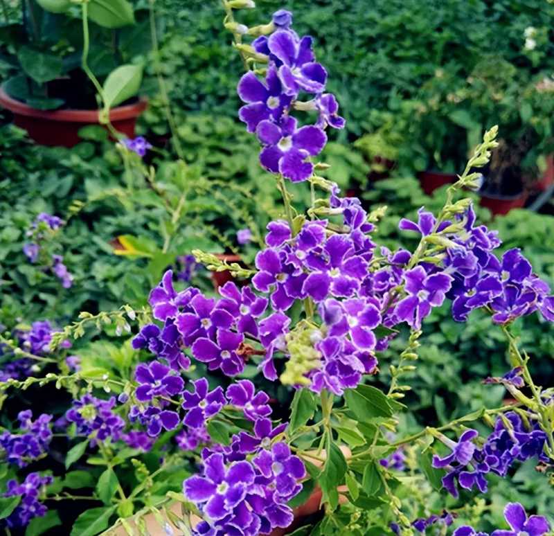 夏天养什么花好看不易死(夏天适合养什么花好养活)(图5) 夏天养什么花好看不易死(夏天适合养什么花好养活)(图5)