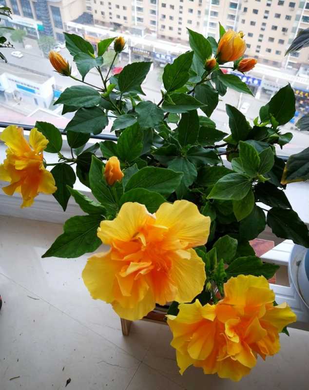 夏天养什么花好看不易死(夏天适合养什么花好养活)(图10) 夏天养什么花好看不易死(夏天适合养什么花好养活)(图10)