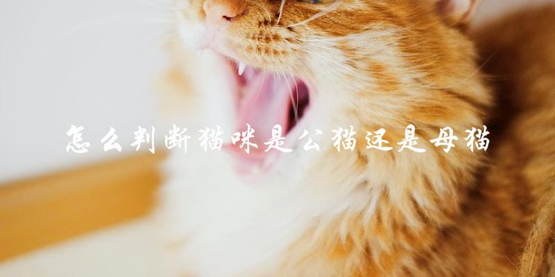 如何分辨一只猫是公猫还是母猫? 如何分辨一只猫是公猫还是母猫?