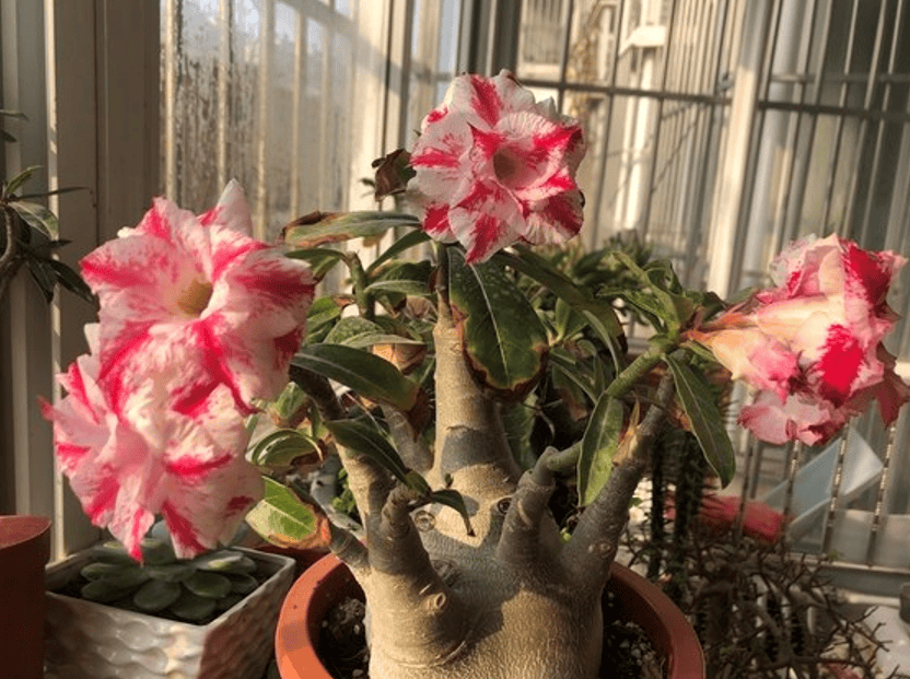 夏天养什么花好看不易死(夏天适合养什么花好养活)(图2) 夏天养什么花好看不易死(夏天适合养什么花好养活)(图2)