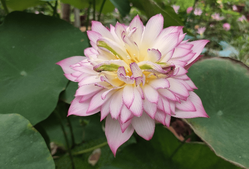 夏天养什么花好看不易死(夏天适合养什么花好养活)(图8) 夏天养什么花好看不易死(夏天适合养什么花好养活)(图8)