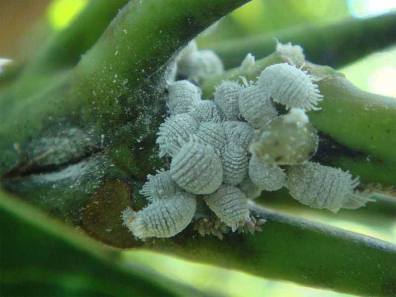 月季花长了白色的虫 还有网（月季花上长好多结网的小白虫怎么治）(图4)