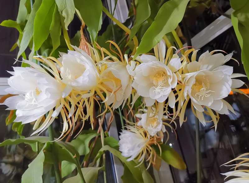 夏天养什么花好看不易死(夏天适合养什么花好养活)(图9) 夏天养什么花好看不易死(夏天适合养什么花好养活)(图9)