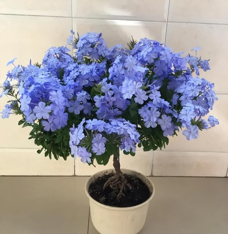 夏天养什么花好看不易死(夏天适合养什么花好养活)(图6) 夏天养什么花好看不易死(夏天适合养什么花好养活)(图6)
