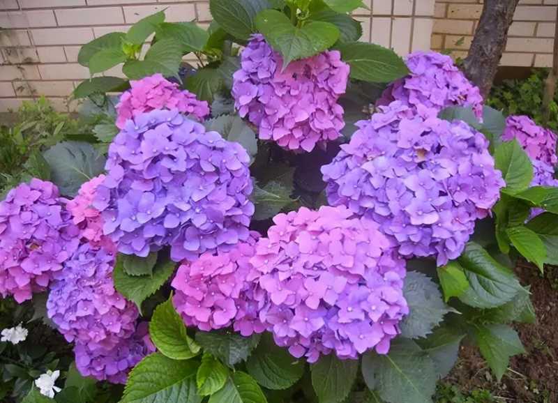 夏天养什么花好看不易死(夏天适合养什么花好养活)(图1) 夏天养什么花好看不易死(夏天适合养什么花好养活)(图1)