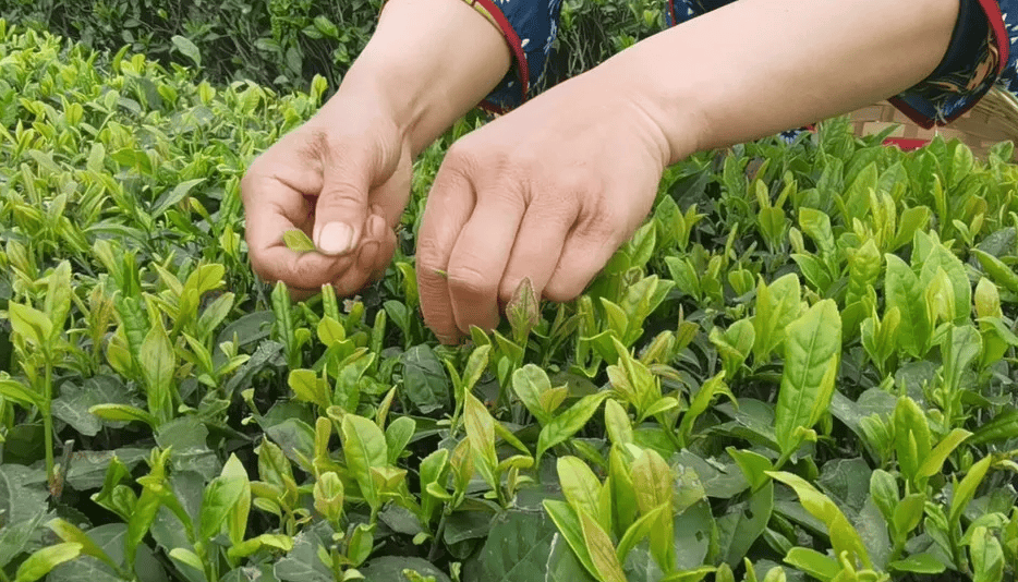 中国最好的铁观音茶叶品牌(铁观音是中国最受欢迎的茶之一)(图7) 中国最好的铁观音茶叶品牌(铁观音是中国最受欢迎的茶之一)(图7)