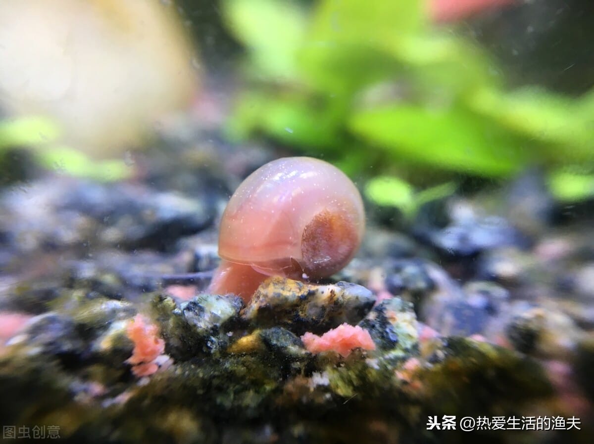 鱼缸 褐藻(鱼缸里褐藻怎么去除)(图2) 鱼缸 褐藻(鱼缸里褐藻怎么去除)(图2)
