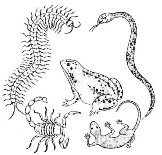 五毒,五毒谁是老大(策略) 五毒,五毒谁是老大(策略)