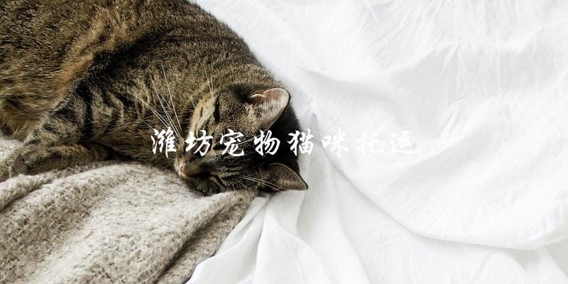 如何安全高效地将宠物猫咪托运到潍坊？