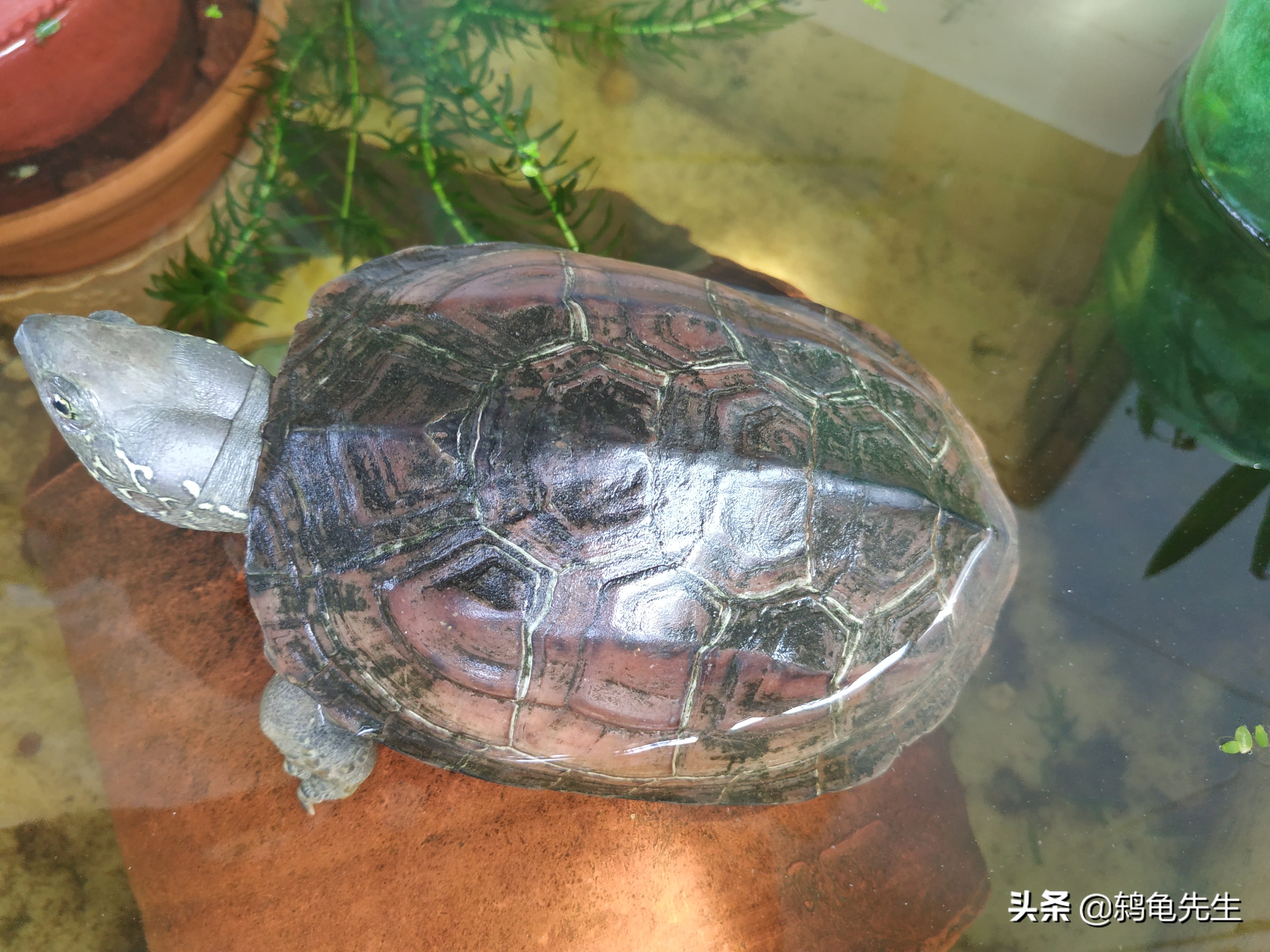 乌龟什么时候冬眠苏醒(乌龟冬眠温度是多少)(图1) 乌龟什么时候冬眠苏醒(乌龟冬眠温度是多少)(图1)