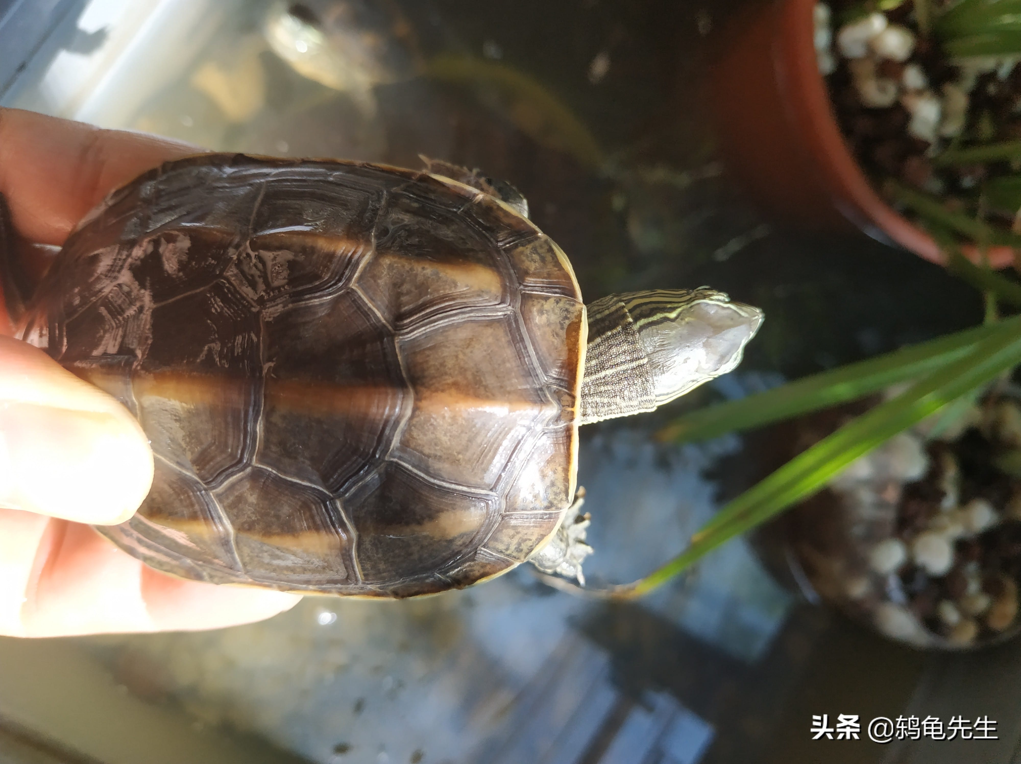 乌龟什么时候冬眠苏醒(乌龟冬眠温度是多少)(图2) 乌龟什么时候冬眠苏醒(乌龟冬眠温度是多少)(图2)