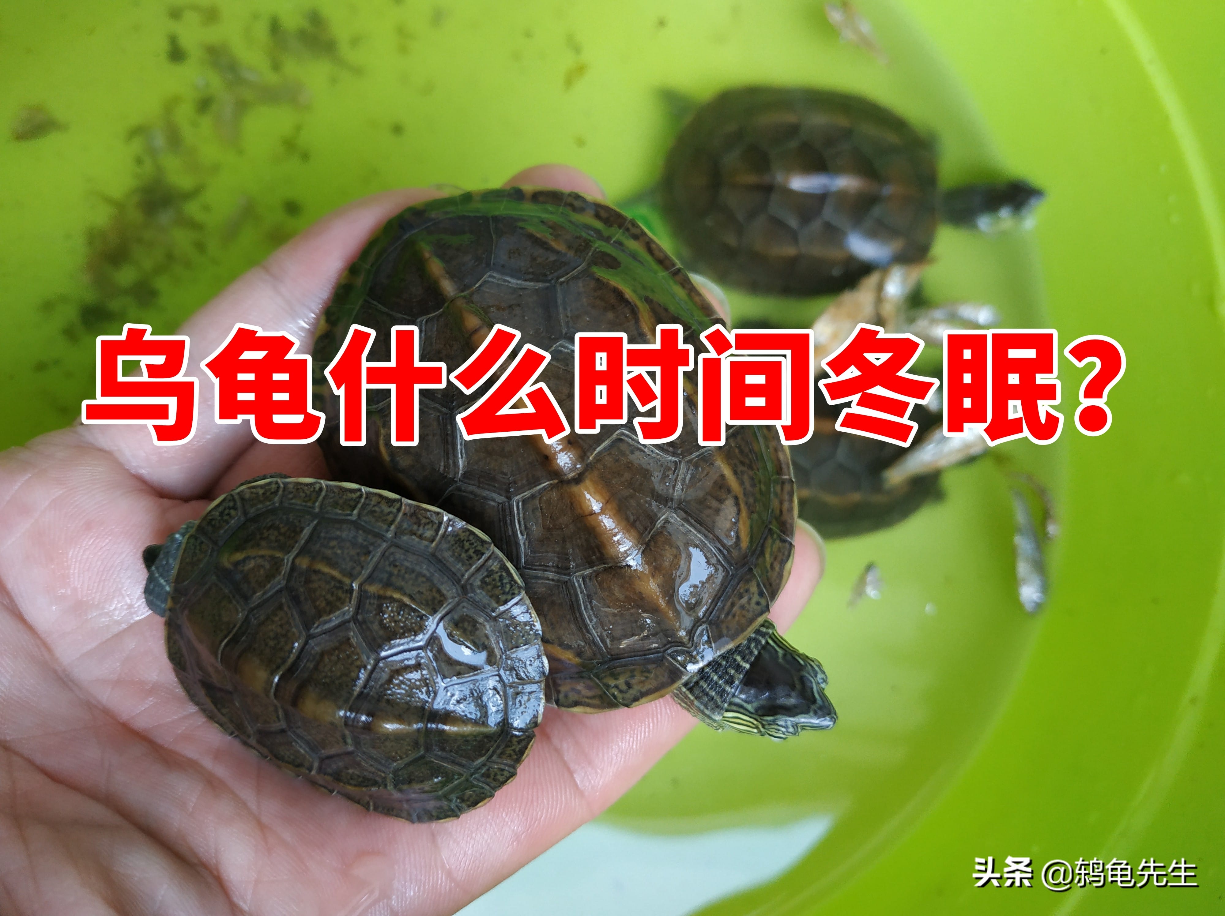 乌龟什么时候冬眠苏醒(乌龟冬眠温度是多少)(图4) 乌龟什么时候冬眠苏醒(乌龟冬眠温度是多少)(图4)