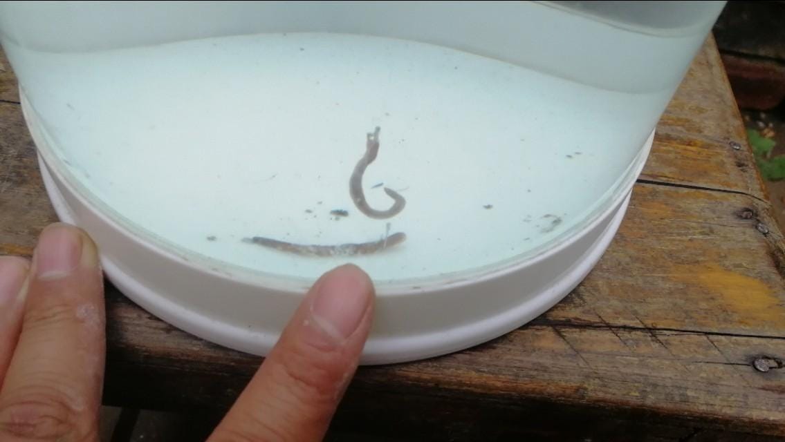 悬坠调漂法视频教程(浮漂怎么调教程)(图7) 悬坠调漂法视频教程(浮漂怎么调教程)(图7)