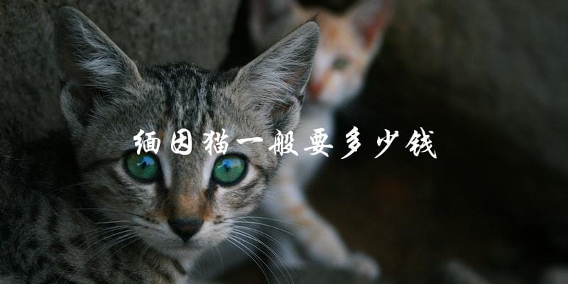 想要养缅因猫?了解一下它的价格吧!一般需要多少钱? 想要养缅因猫?了解一下它的价格吧!一般需要多少钱?