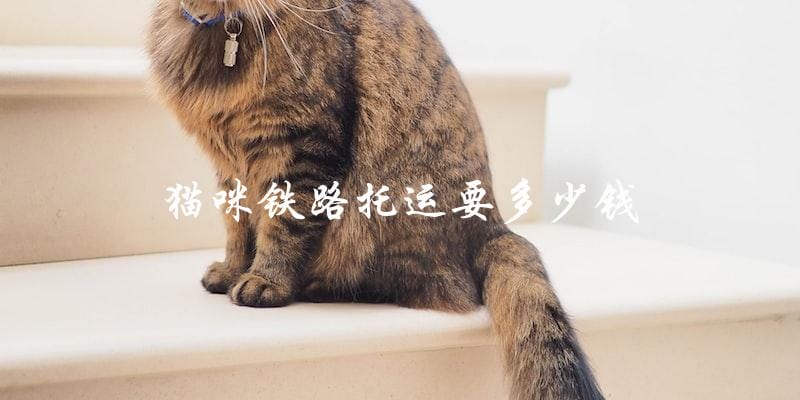 猫咪铁路托运需要支付多少费用? 猫咪铁路托运需要支付多少费用?