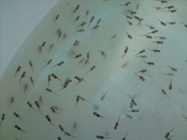 食蚊鱼繁殖前的征兆（食蚊鱼多久繁殖一次）(图5)