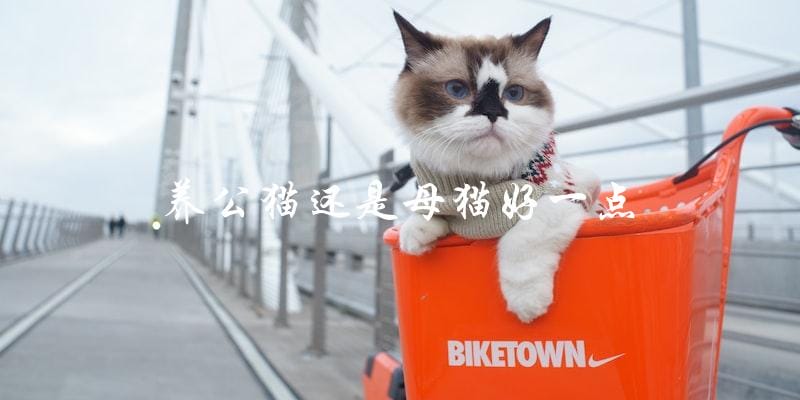 养猫初学者:到底是养公猫还是母猫好一点? 养猫初学者:到底是养公猫还是母猫好一点?
