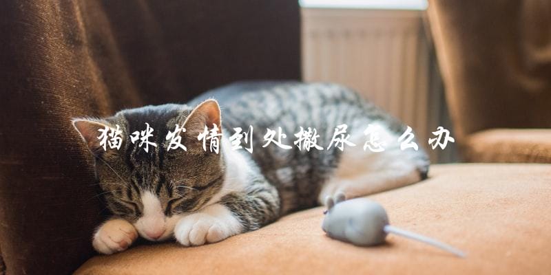 猫咪发情时乱撒尿怎么办? 猫咪发情时乱撒尿怎么办?