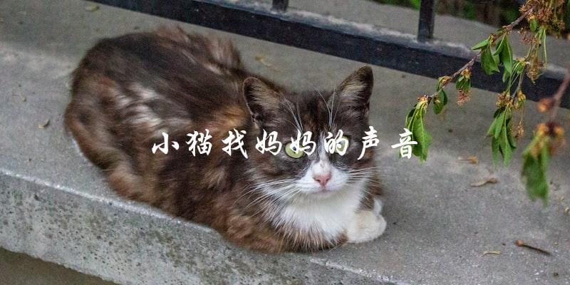 谁能模仿小猫找妈妈的声音? 谁能模仿小猫找妈妈的声音?